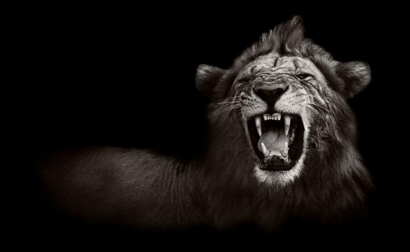 狮子露出危险的牙齿