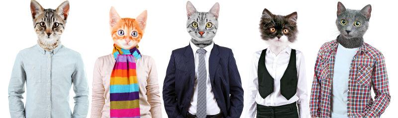 白色背景中穿各种服饰的猫咪