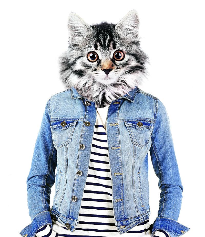 白色背景中穿休闲牛仔的可爱猫咪