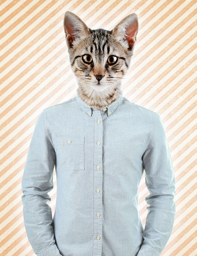条纹背景穿休闲衬衣的猫咪