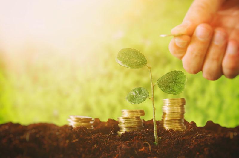 有货币的绿色植物在新鲜土壤上