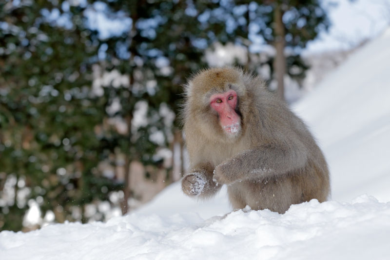雪地里的可爱猴子
