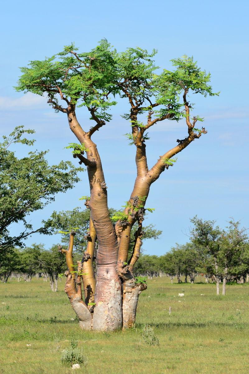 纳米比亚的公园里的非洲热带木兰树