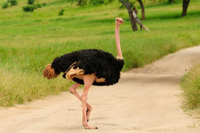 非洲野生动物园的鸵鸟