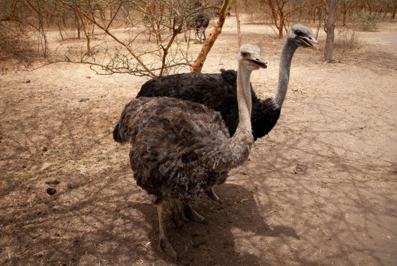 在户外野生生长的鸵鸟