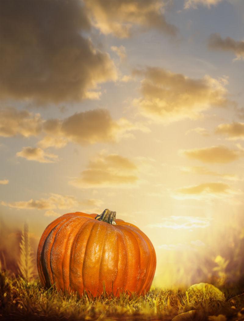 落日秋季草坪上的大南瓜