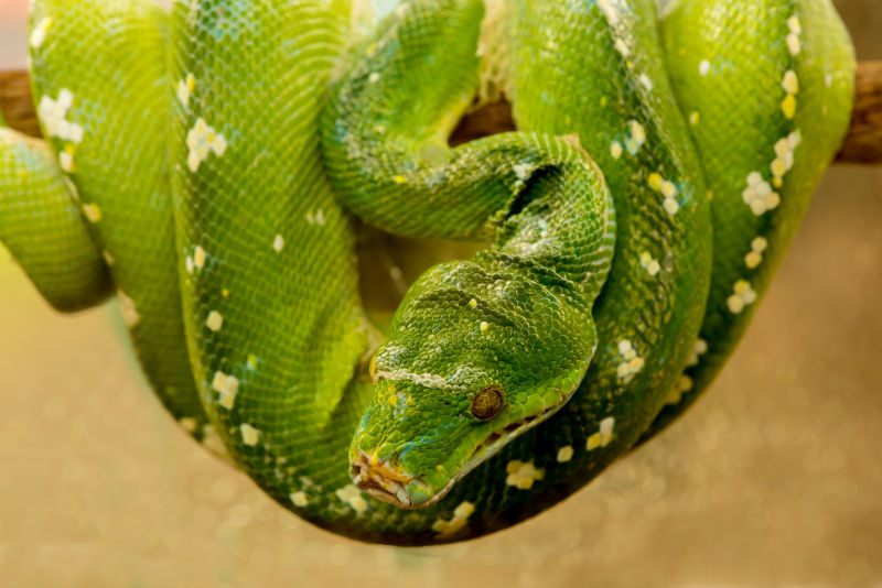 盘在树枝上的绿树蟒