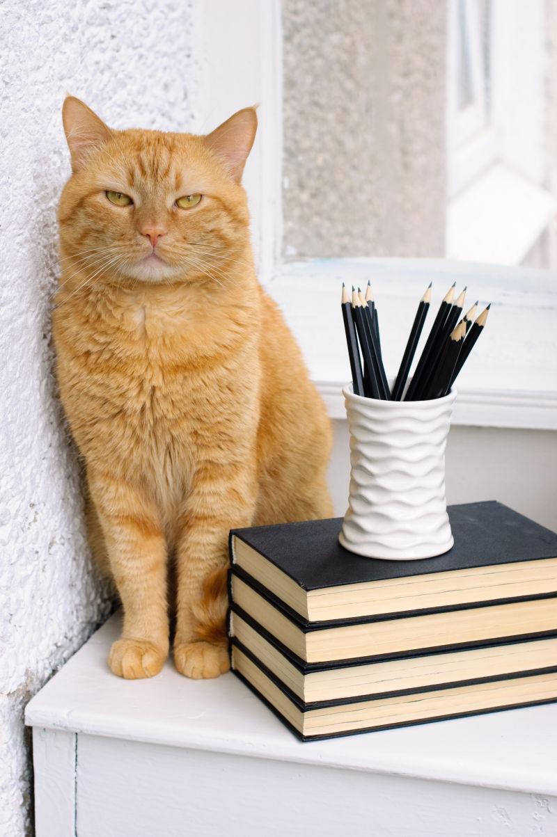 墙边的黄色猫咪