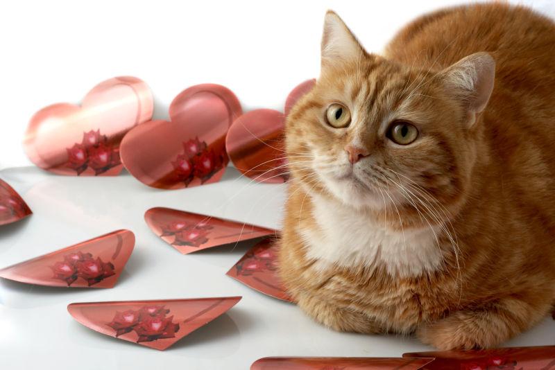 趴在地面上的可爱猫咪