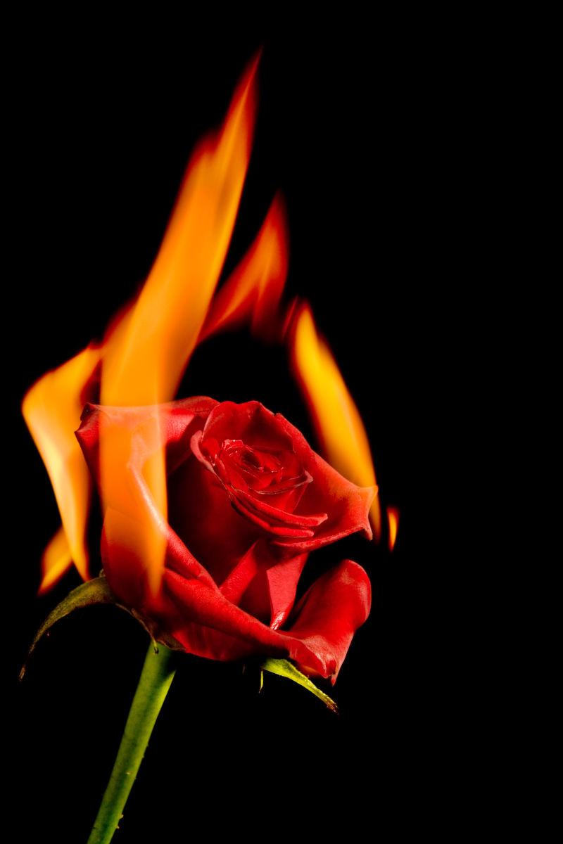 燃烧的玫瑰图片唯美图片
