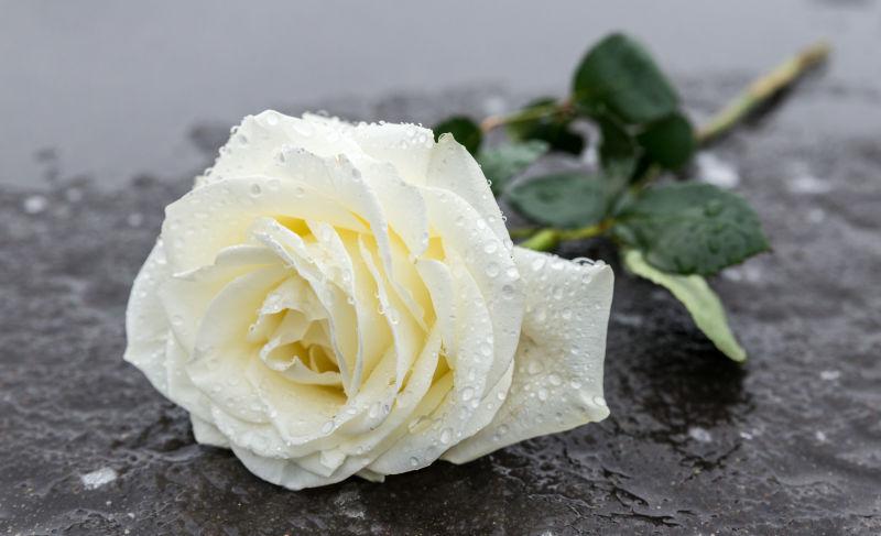 地上的一朵白色玫瑰花