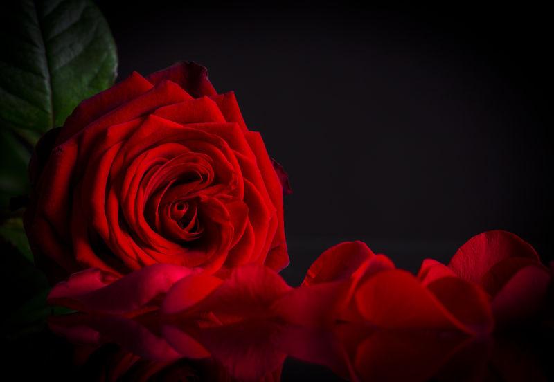 鲜艳的红色玫瑰花