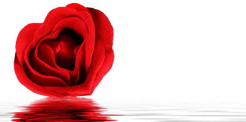 一朵美丽的红色玫瑰花