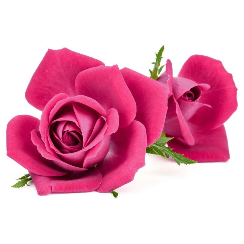 一朵鲜艳的粉色玫瑰