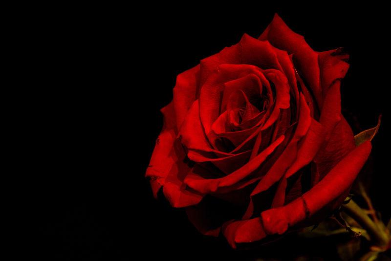玫瑰图片 红玫瑰黑色背景素材 高清图片 摄影照片 寻图免费打包下载