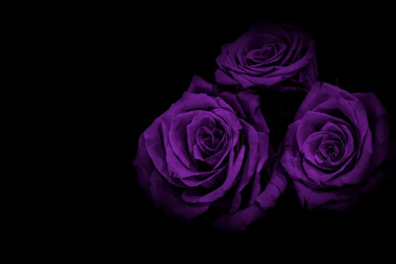玫瑰图片 丁香花黑色背景素材 高清图片 摄影照片 寻图免费打包下载