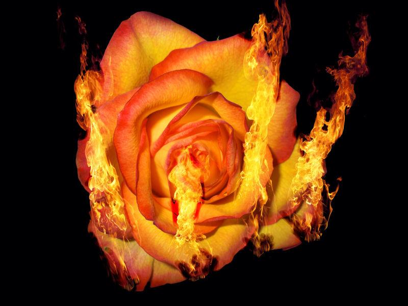 情人节红玫瑰着火了