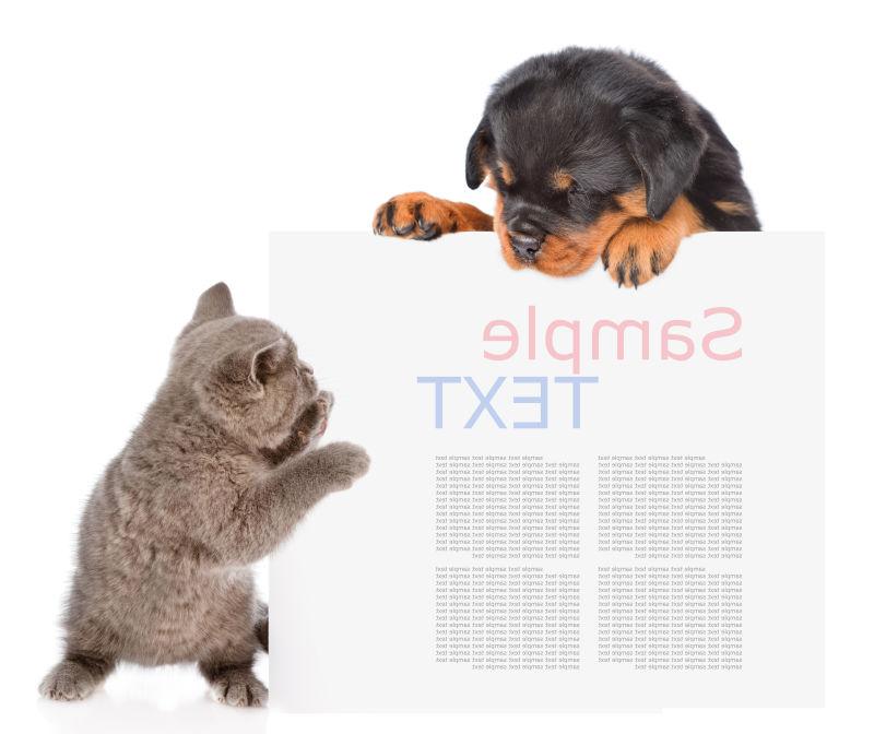 好玩的猫和罗特韦尔小狗从空板后面偷看