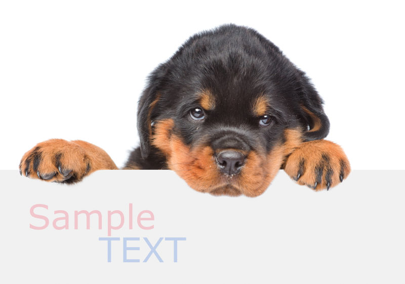 无助的狗狗趴在空板上