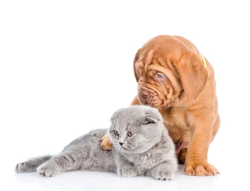 狗狗和猫咪在地上玩耍