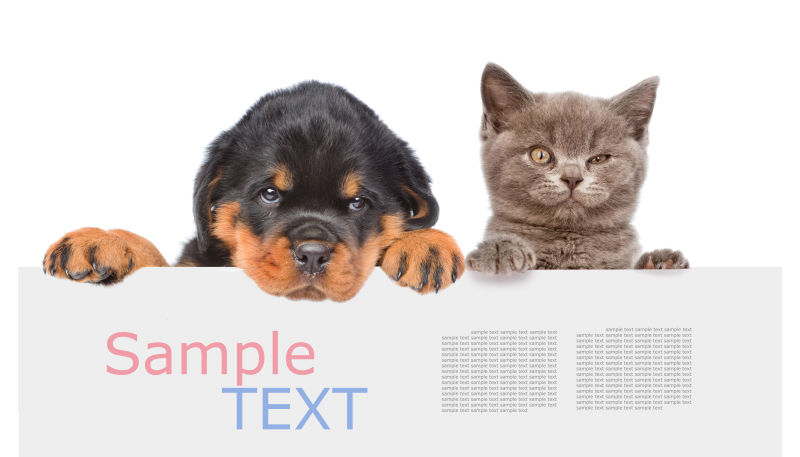 猫和狗趴在空板后观望