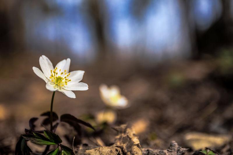 花图片 欧洲德国斯巴比阿尔卑斯地区的早春花素材 高清图片 摄影照片 寻图免费打包下载