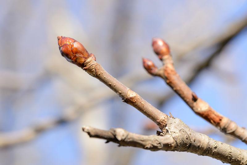 春天开始时有一个嫩芽的树枝