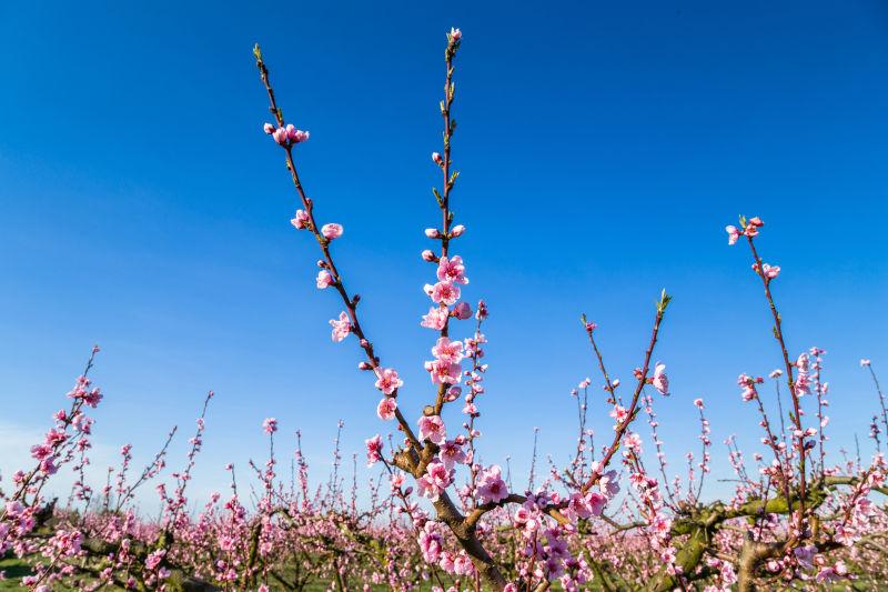 春天的到来在桃花丛生的树上种植