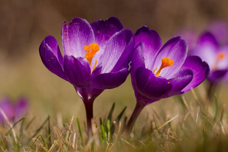 花图片 春天美丽的紫色水仙花的特写素材 高清图片 摄影照片 寻图免费打包下载