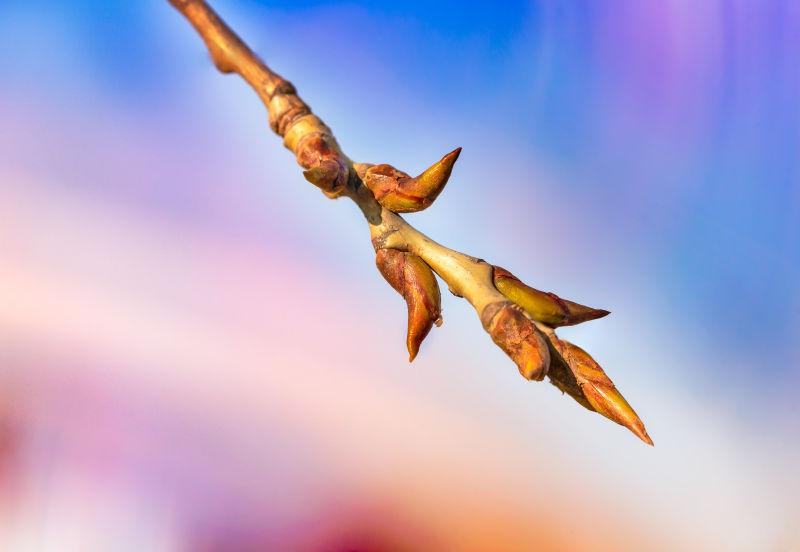 春天开始时有一个嫩芽树枝