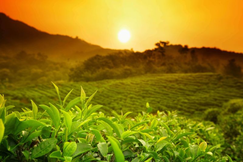 茶園圖片-陽光照射的藍天下美麗的茶園素材-高清圖片-攝影照片-尋圖免