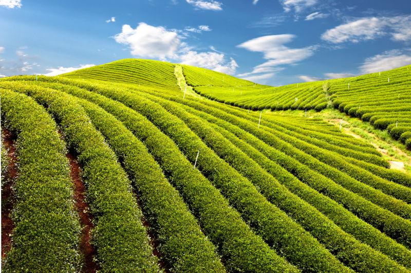 蓝天白云下的无际的绿色茶园