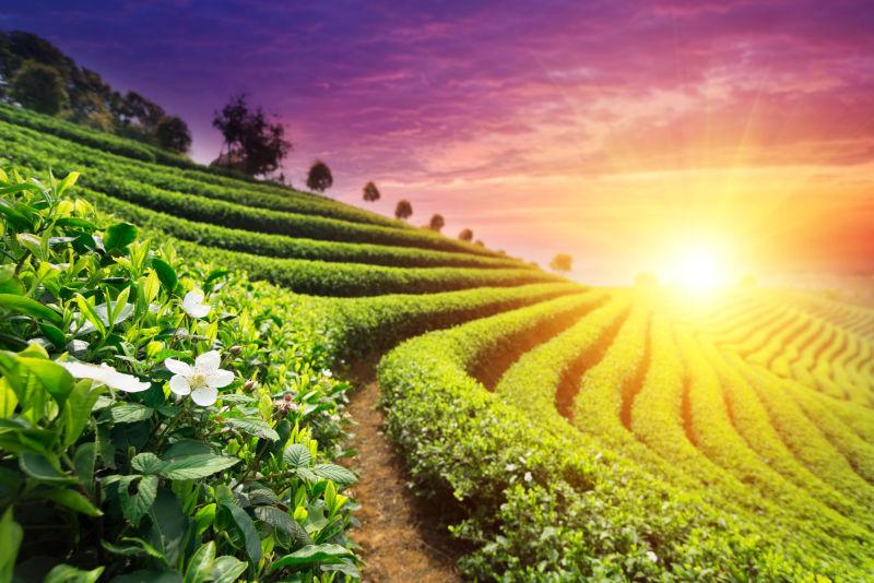 阳光照射下的嫩绿的漂亮茶园