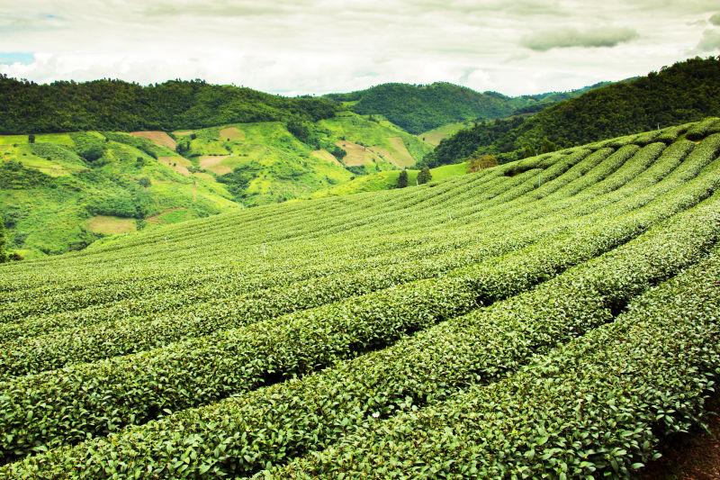 蓝天下的无际的茶园