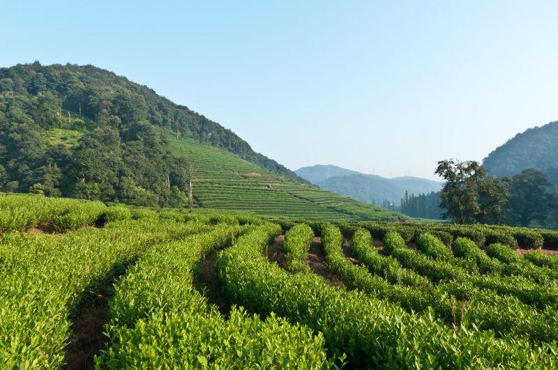 蓝天下美丽的茶园