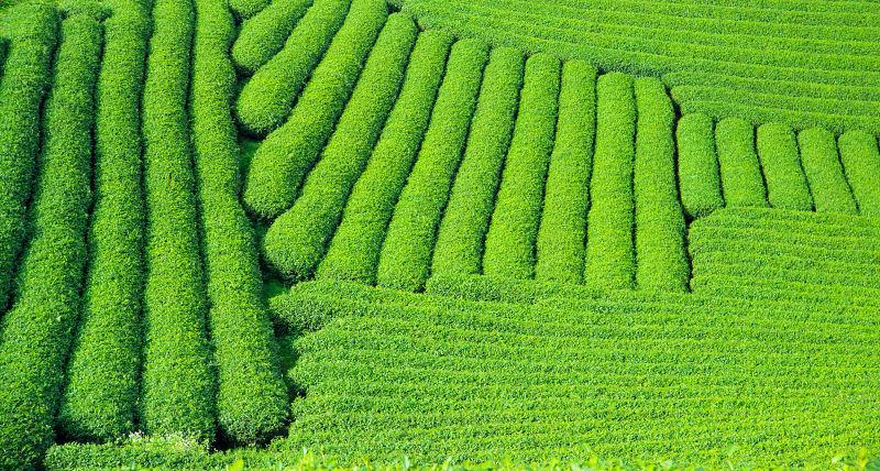 错落有致的茶园种植