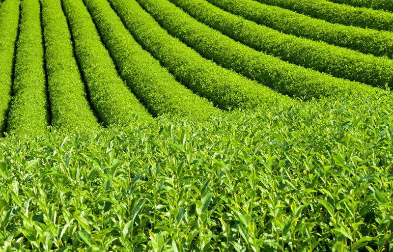 茶园内种植的绿色茶叶