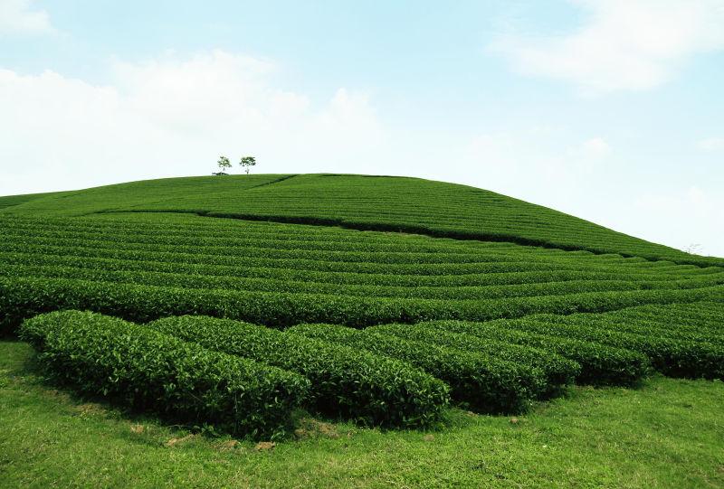 蓝天白云下的绿色茶园摄影