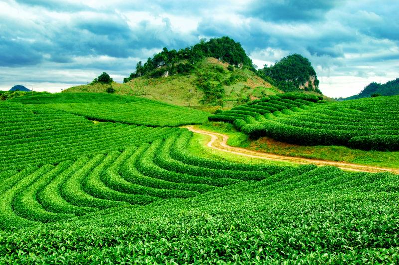 蓝天白云下梯田里的茶园