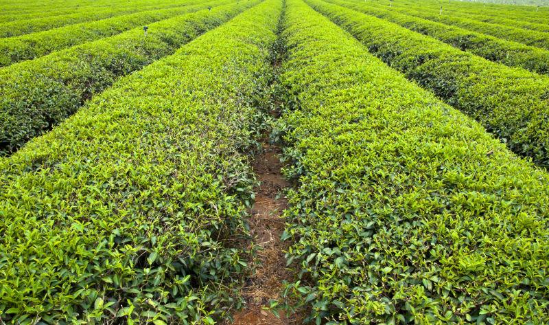 绿色的茶园