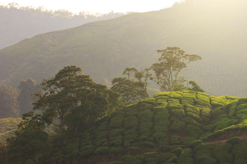 马来西亚高地茶园的日出景观