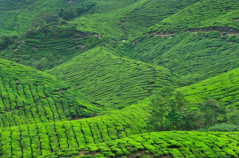 卡梅伦高原种植的绿色茶园
