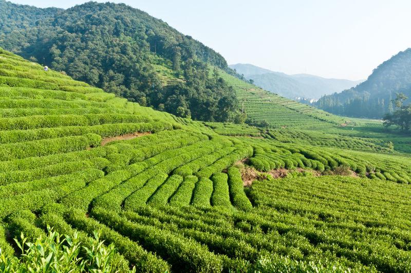 在山间种植的茶园