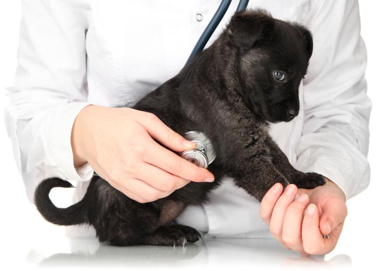 兽医检查宠物犬的心率