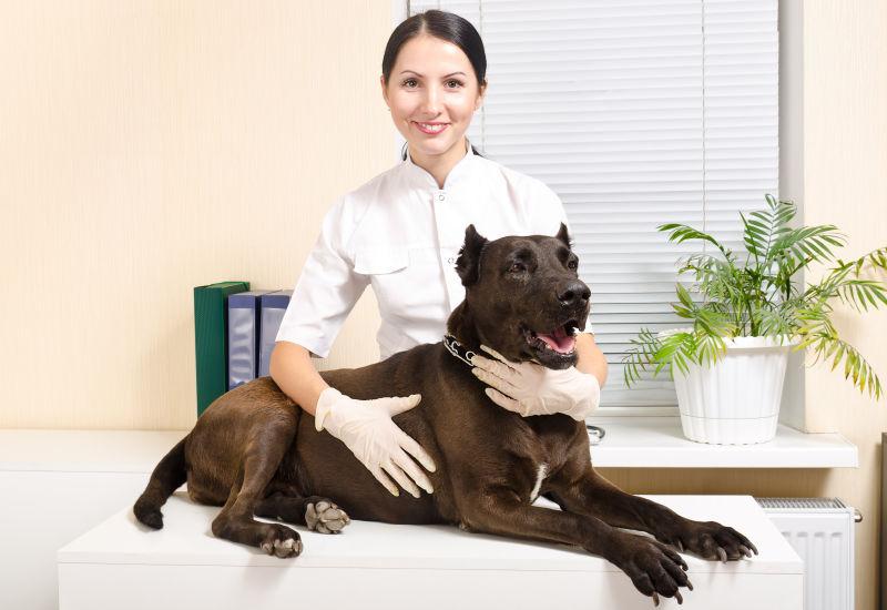 年轻的女兽医和宠物狗