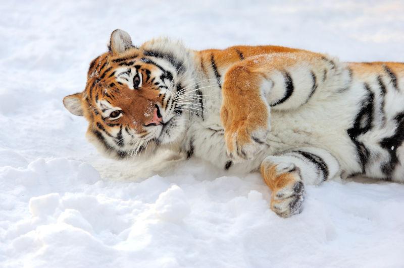 图片 创意图片 雪上美丽的西伯利亚老虎jpg 大小:3
