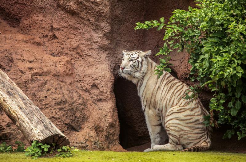雪上美丽的西伯利亚老虎