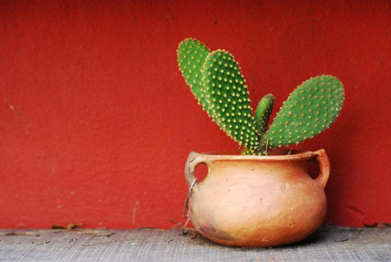红色墙边的仙人掌