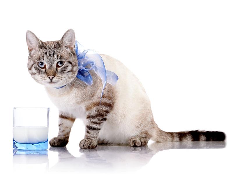 带着蓝色蝴蝶结的可爱猫咪