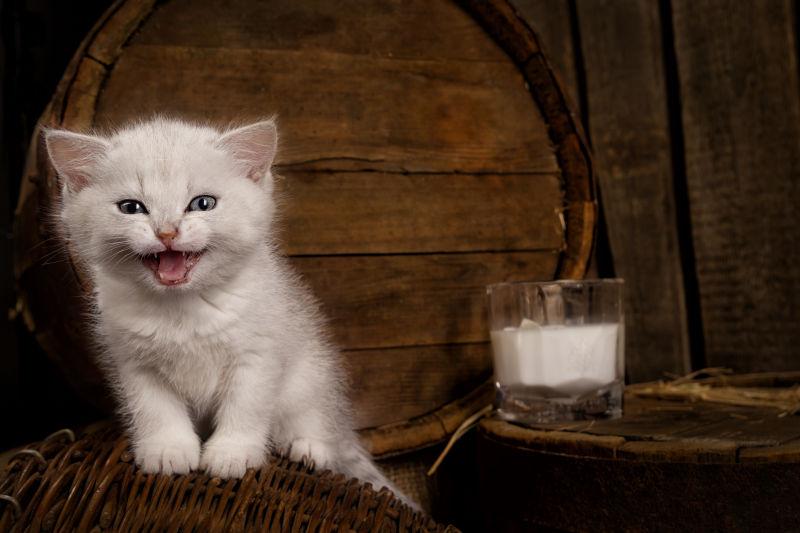 木桶上的可爱小奶猫